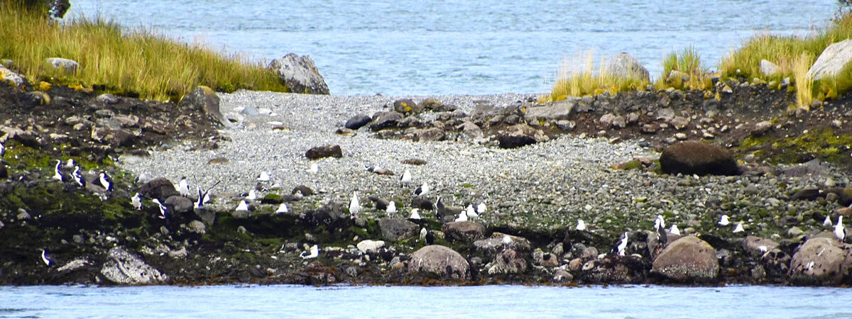 Gulls and Magellic Penguins