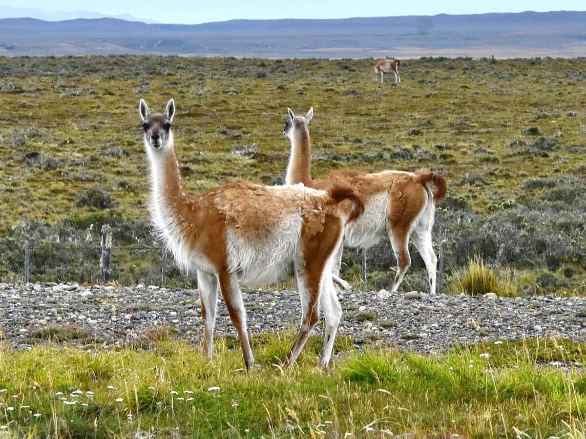 Guanacos
