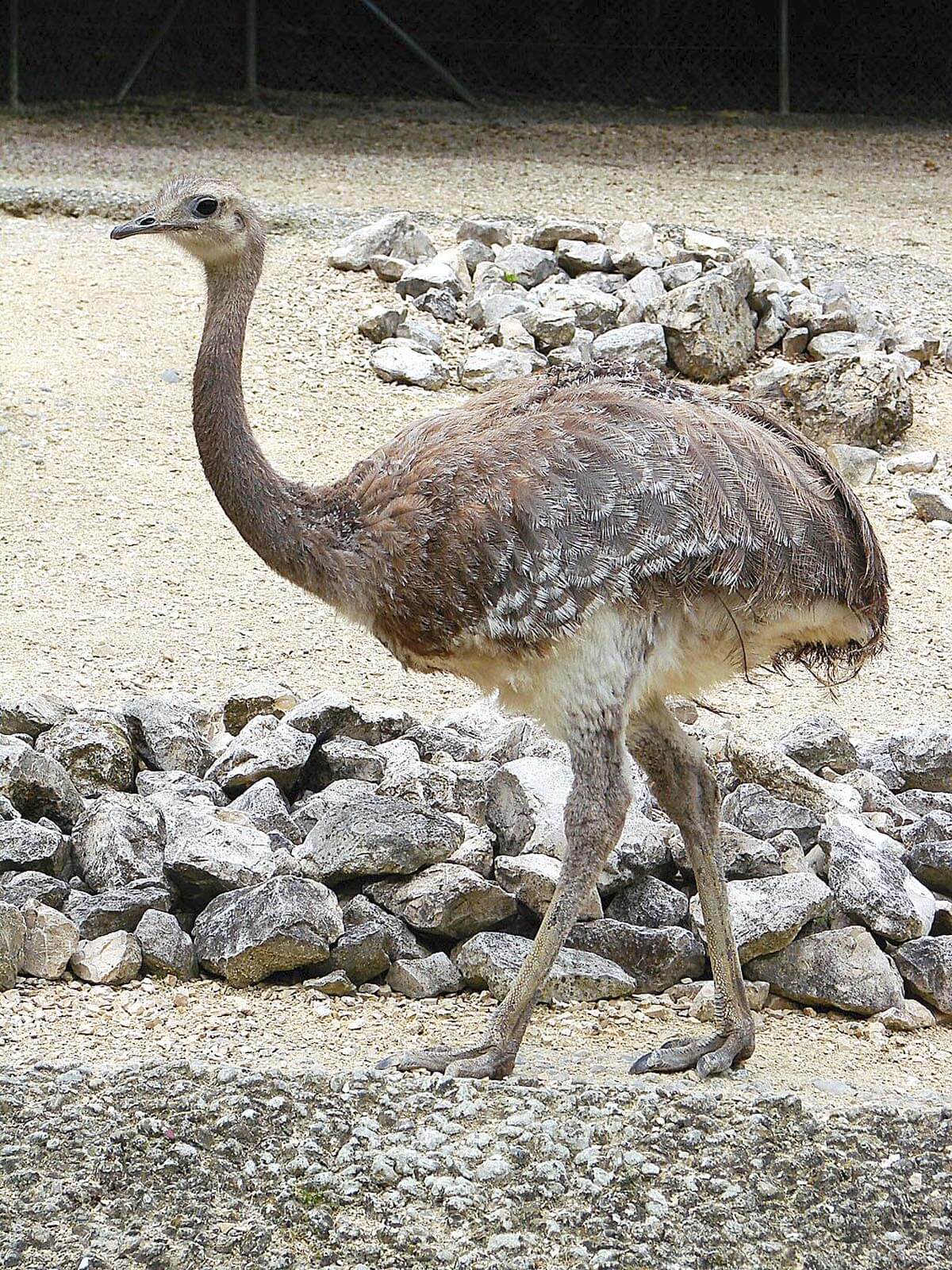 Darwin's Rhea by Guerin Nicolas