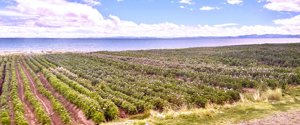 Potato Fields Beside Lake Titicac