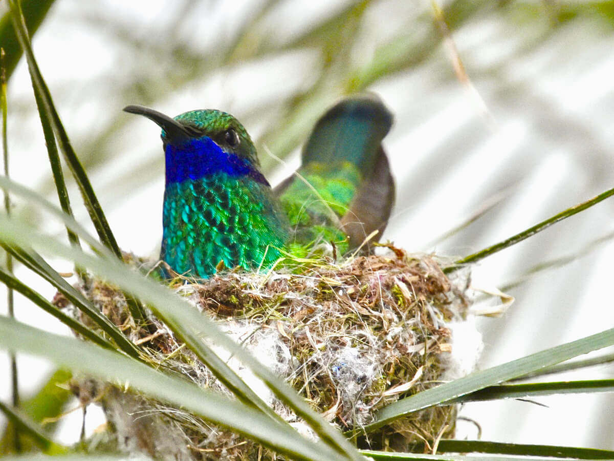 Sparkling Violetear
