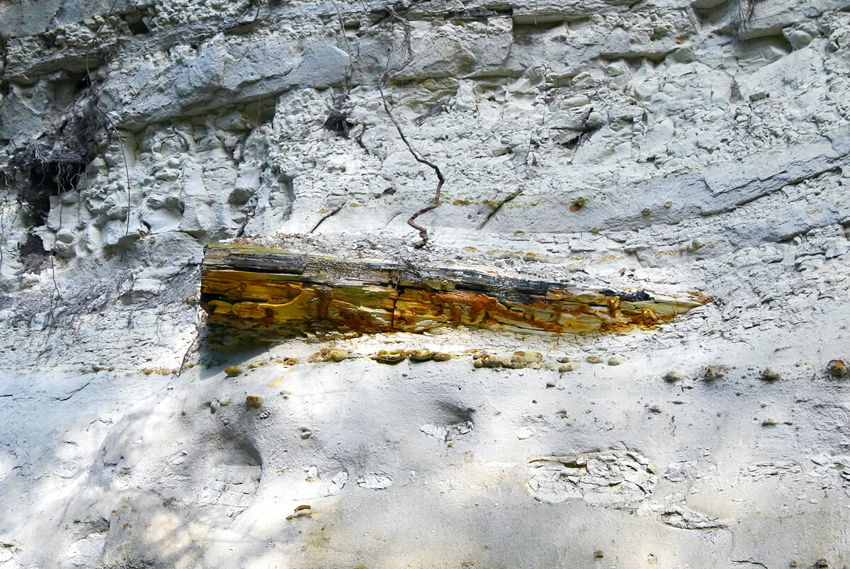 Fossilized Tree in Tuff