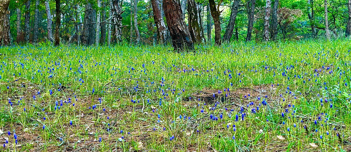 Muscari Meadow