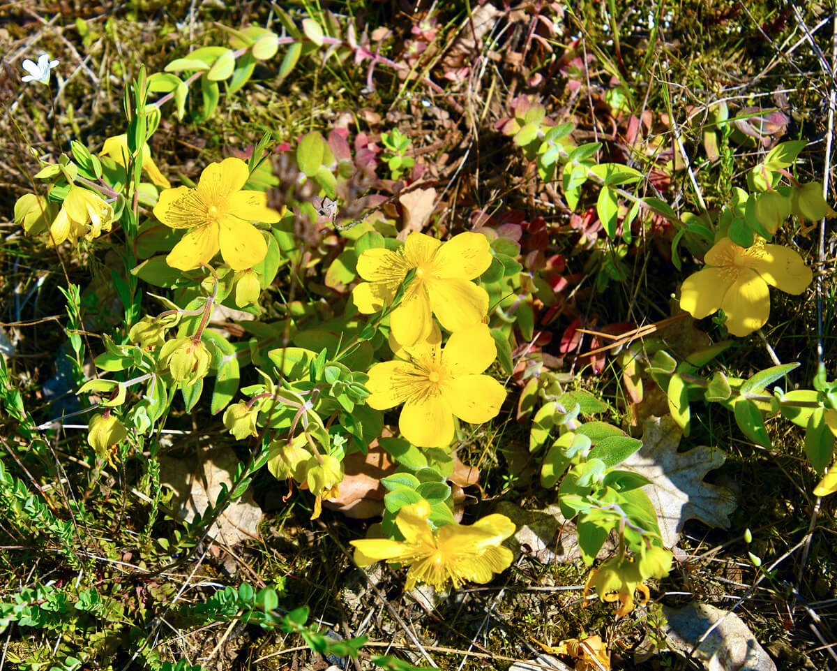 Unidentified Flowers