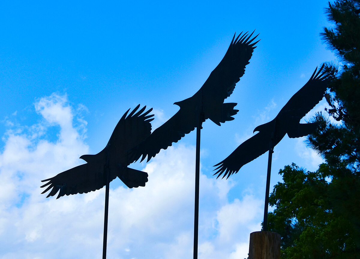 The Three Vultures of Dadia National Park