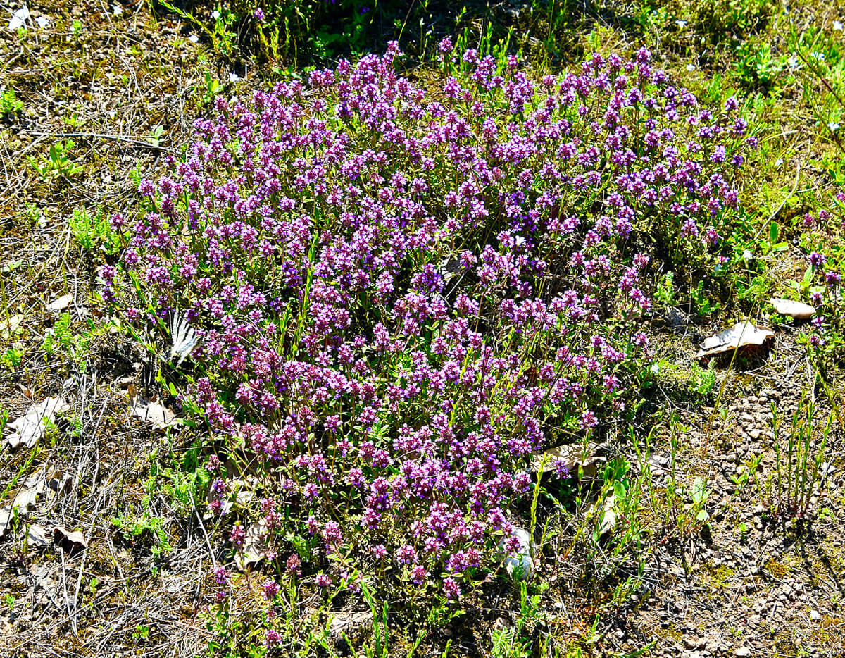 Wild Thyme