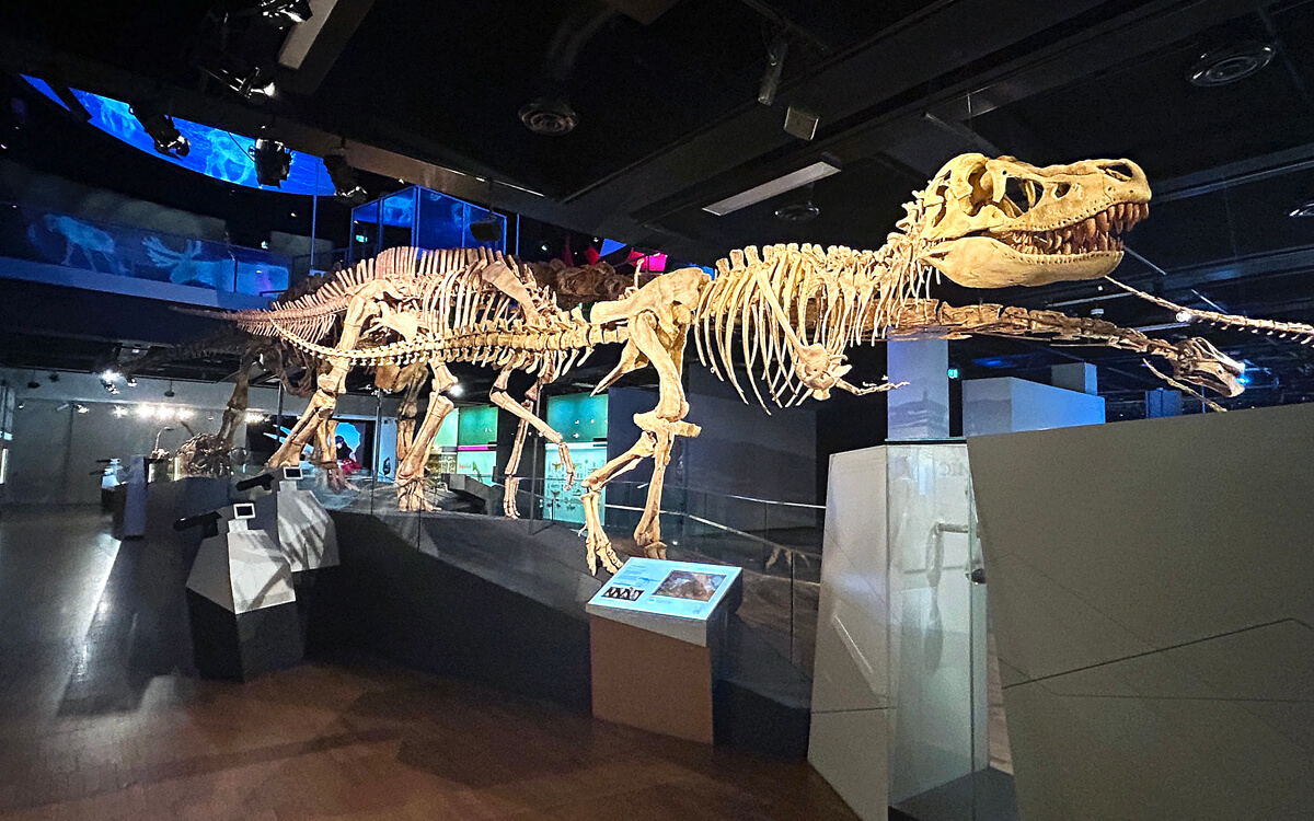 Dinosaur Room