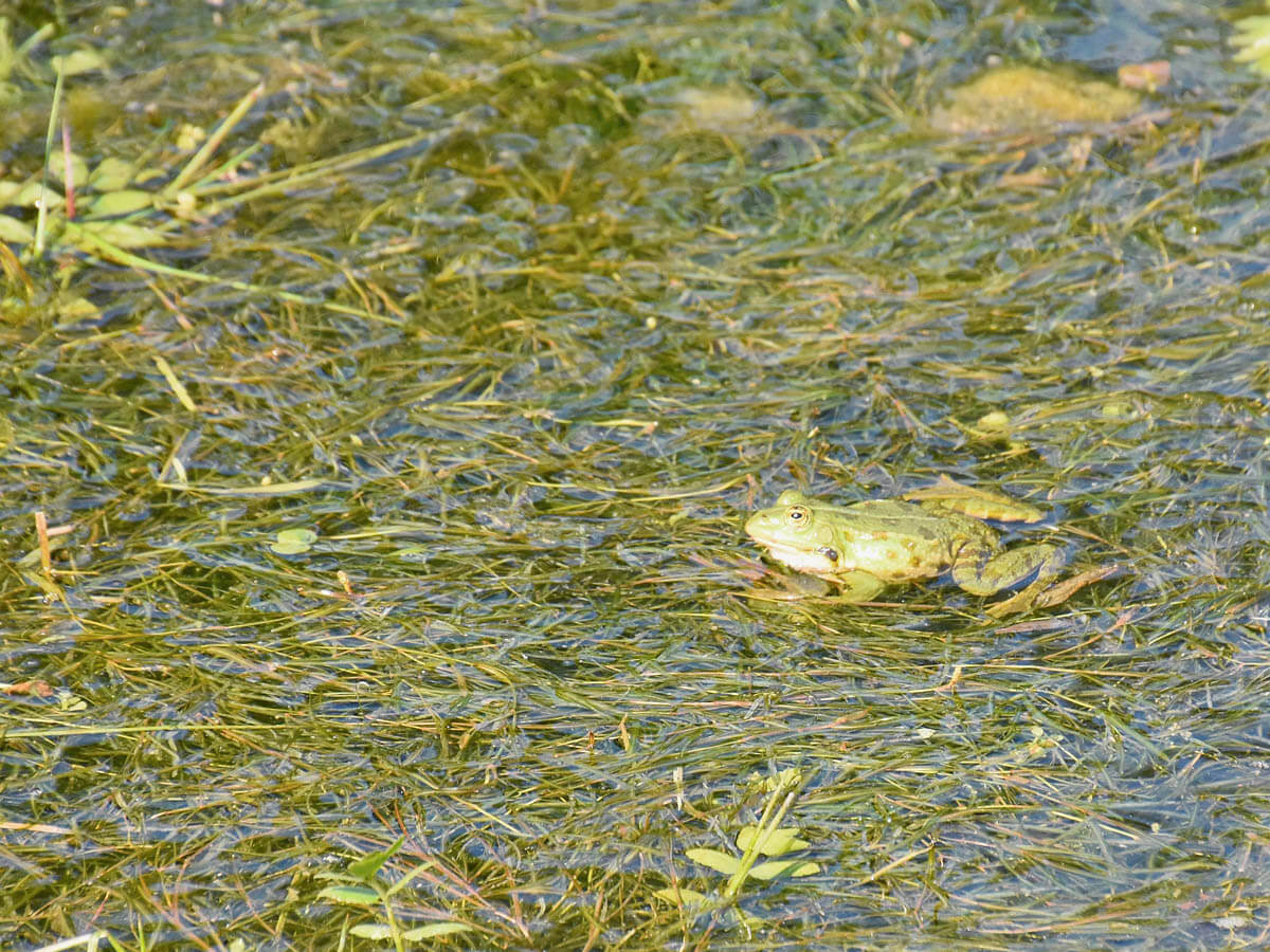 Common Frog at the Sanctuary of Isis