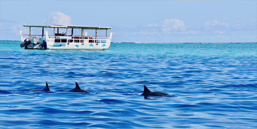 Spinner Dolphins Near the Boat