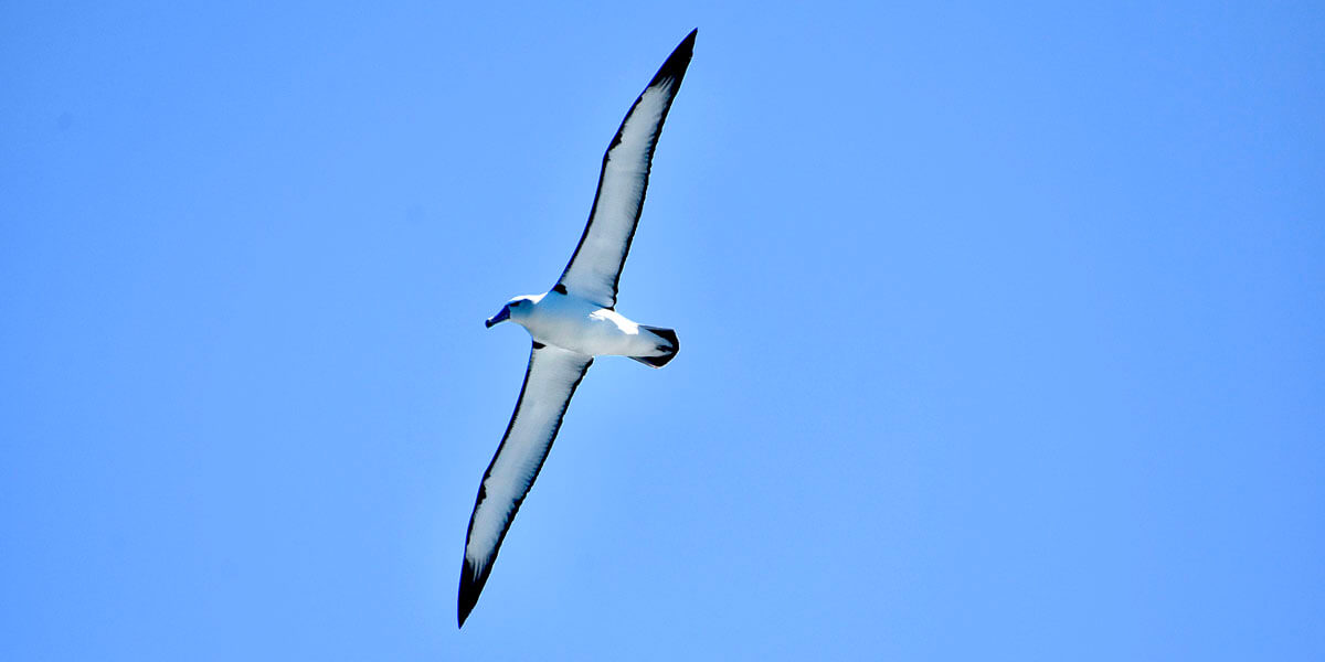 Salvin's Albatross