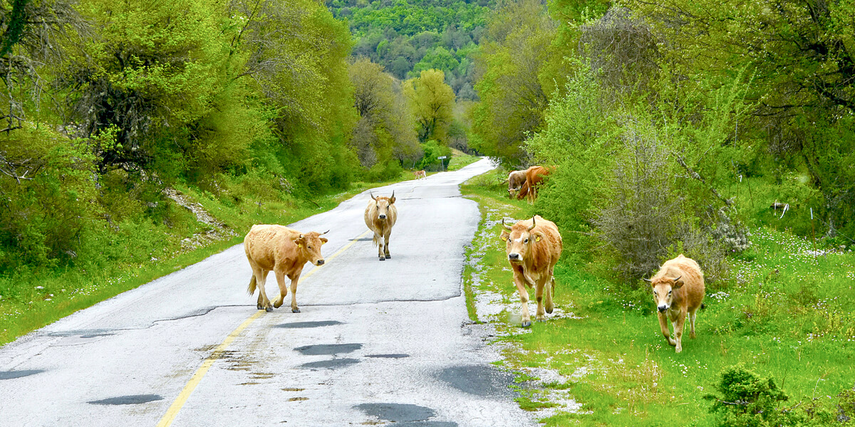 Cows on the Road