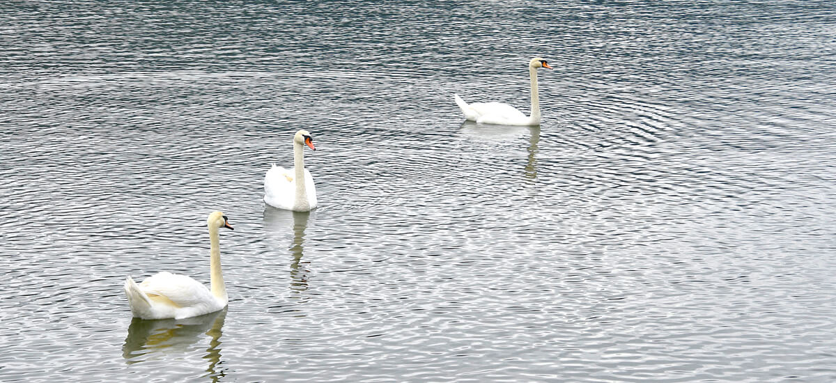 Three Swans on Lake Pamvotida
