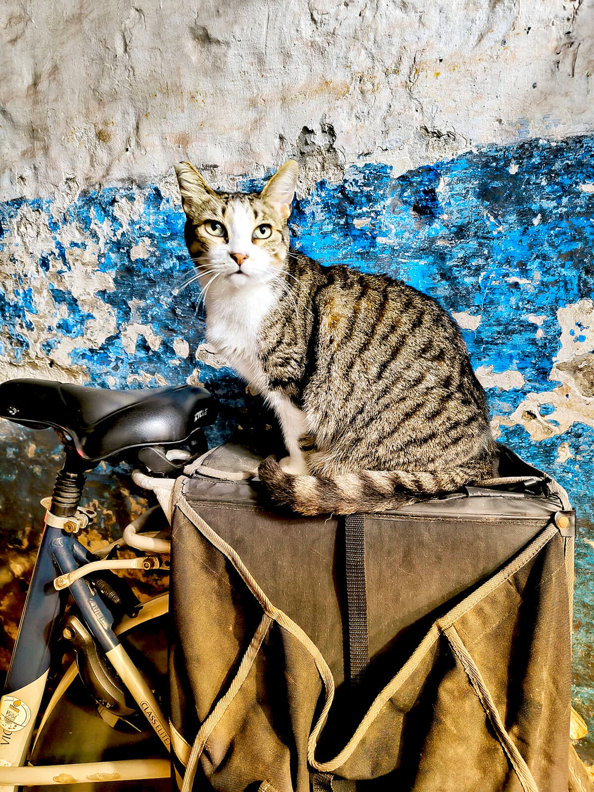 Essaouira Cat