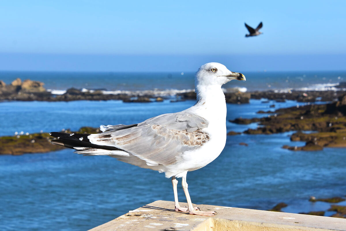 Juvenile Yellow-Legged Gull
