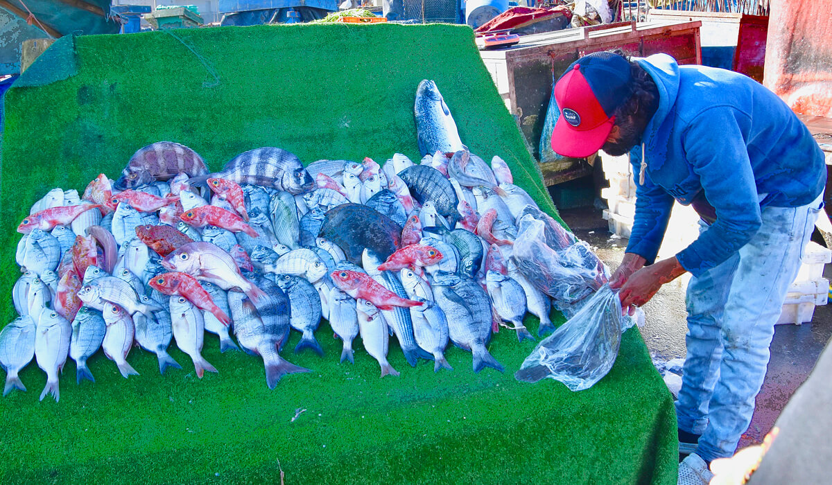 Preparing the Fish Display