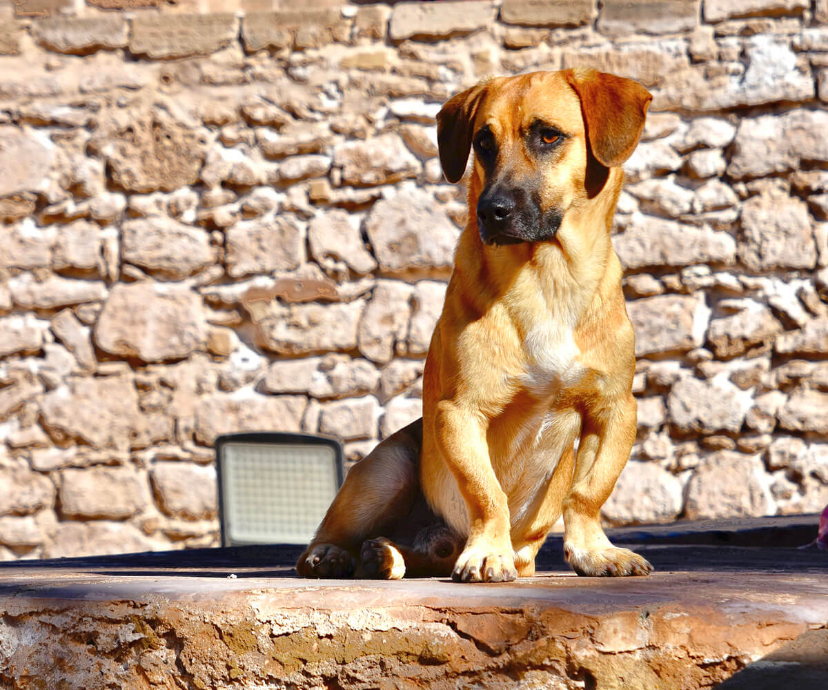 Watch Dog