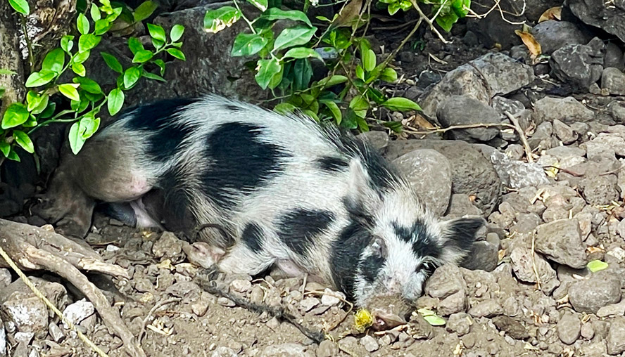Let Sleeping Hogs Lie