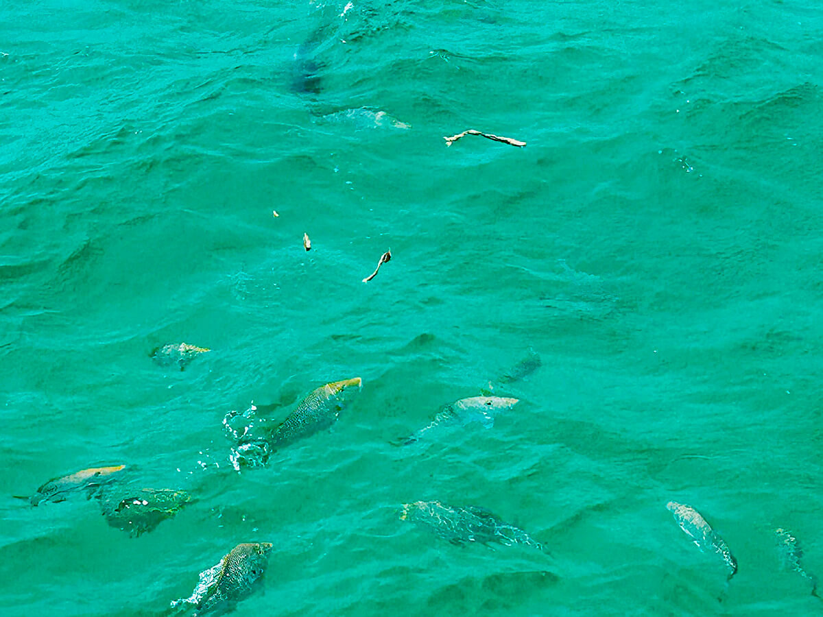 Fish Feeding Frenzy