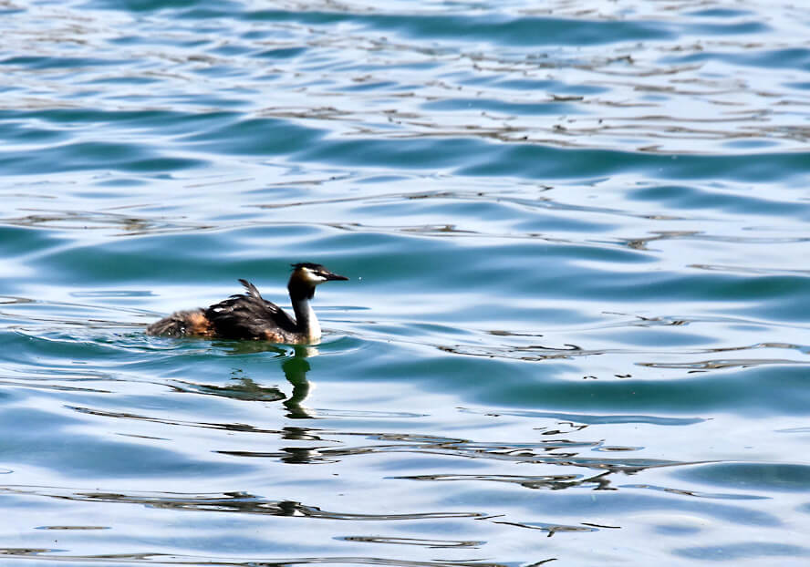 Grebe with Three Chicks