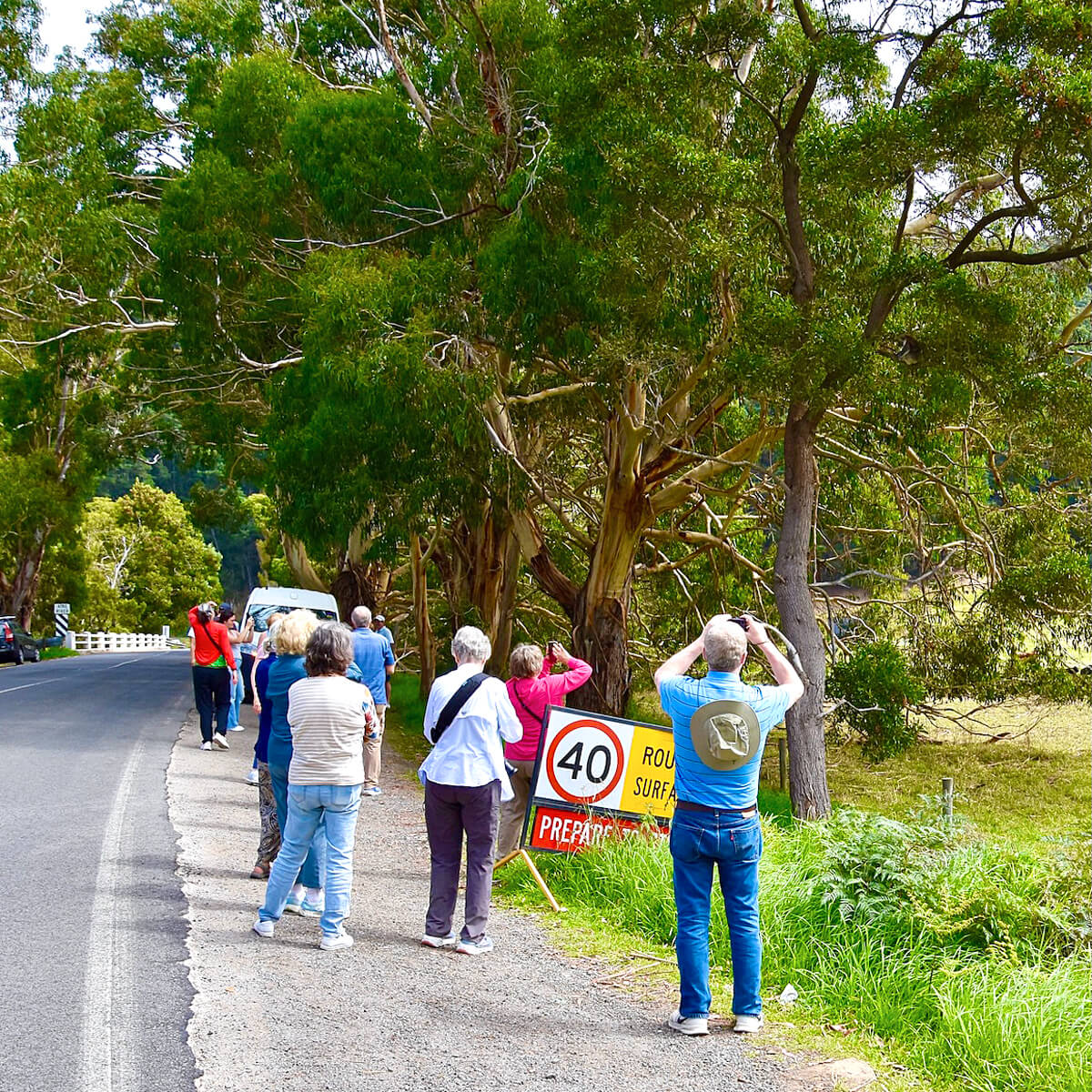 AA Group Koala Spotting