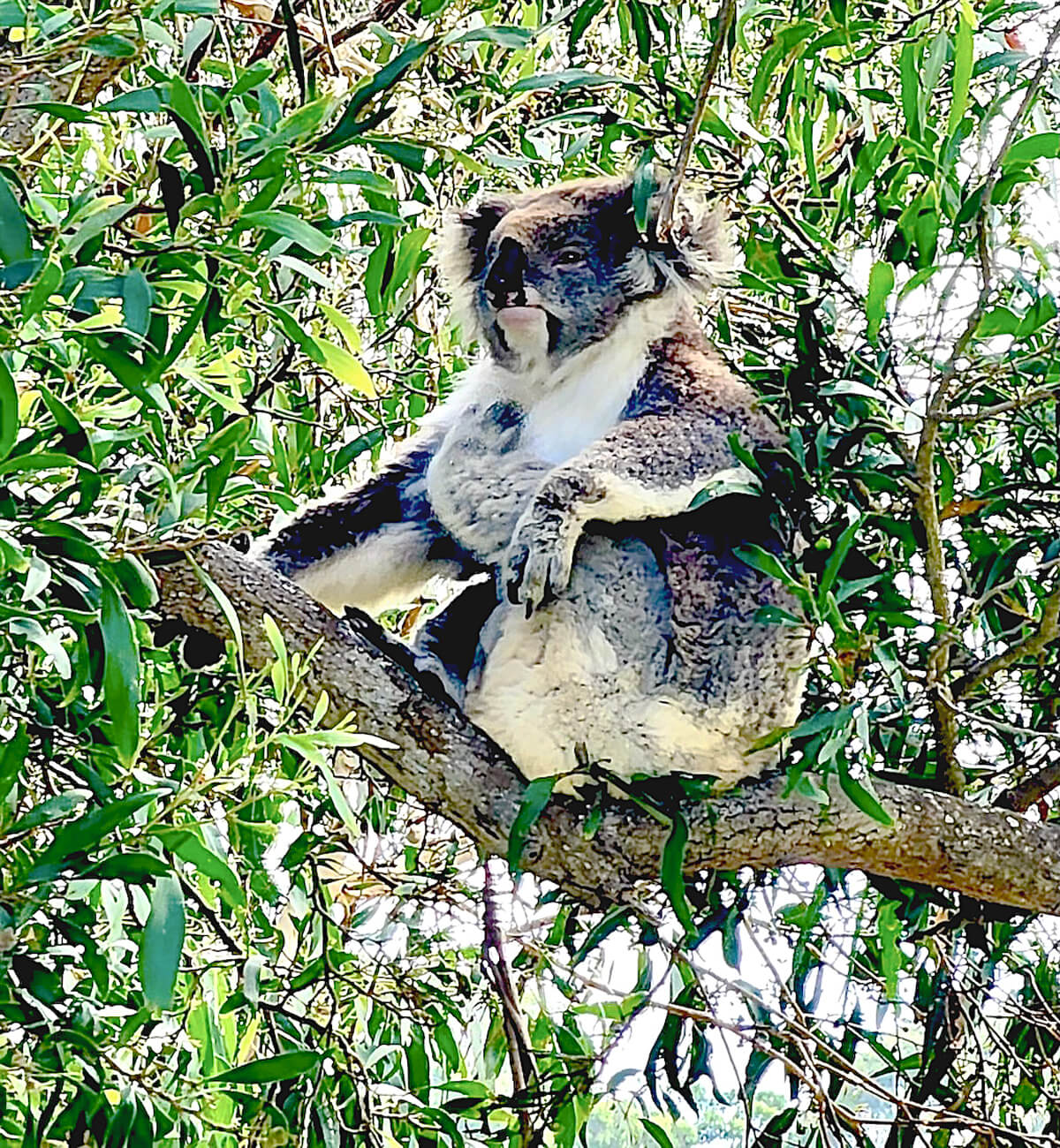 Alison's Koala