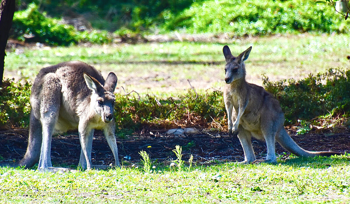 Great Grey Kangaroos