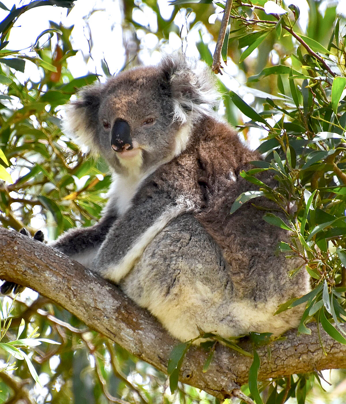 My Wild Koala