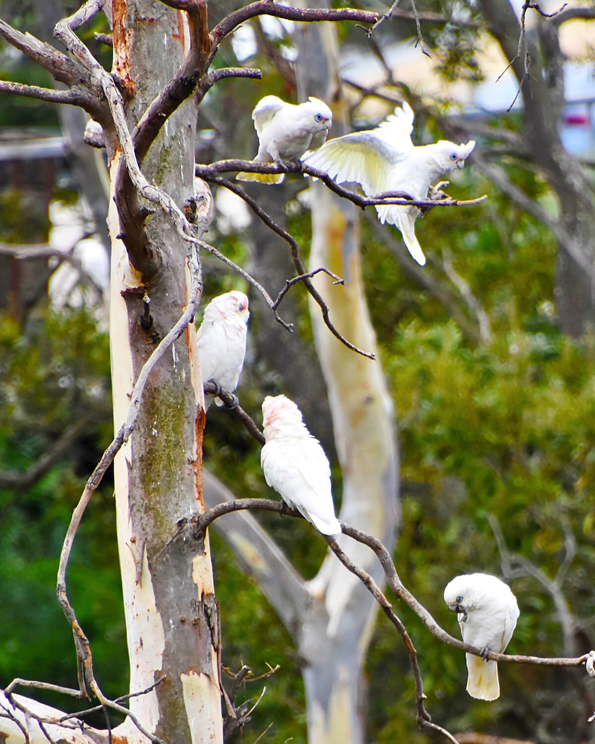Little Corellas