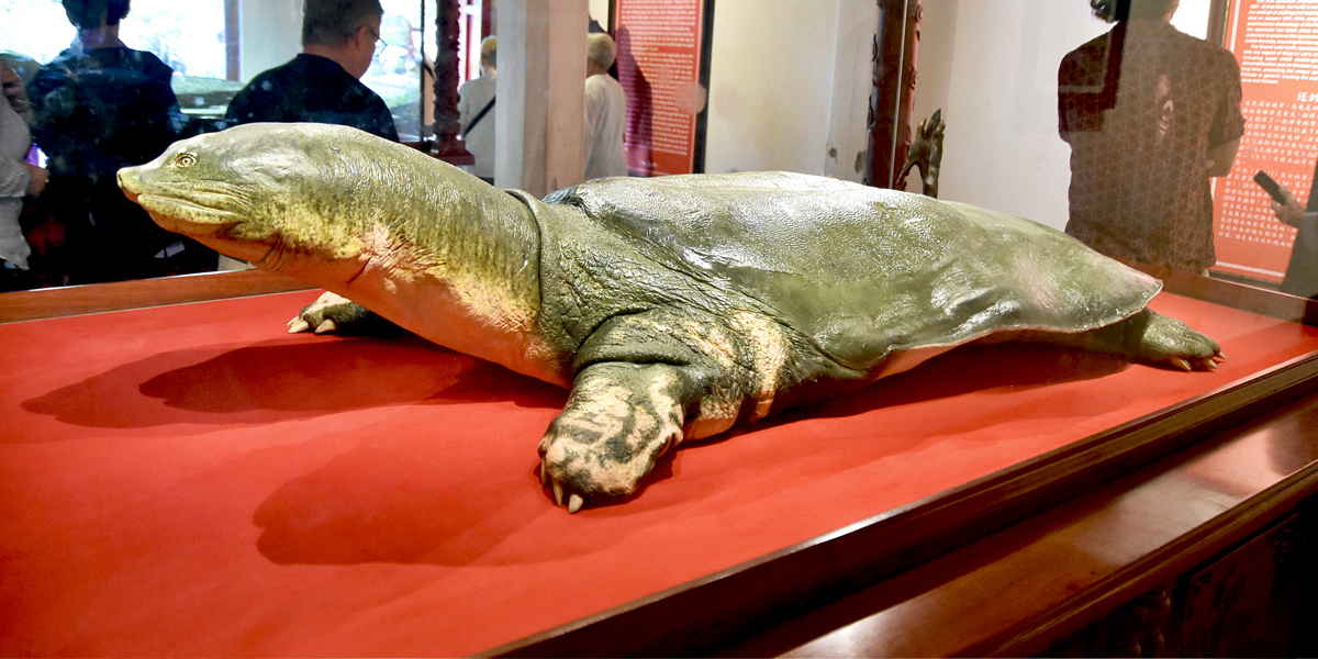 Giant Turtle of Hoan Kiem