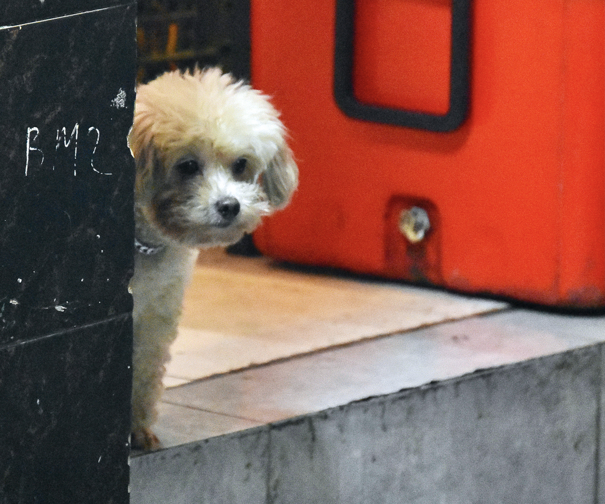 Hanoi Dog Says Goodbye