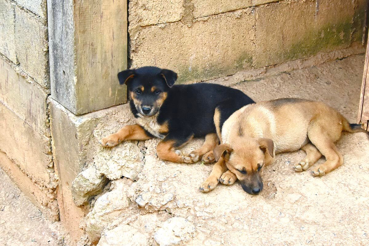 Village Puppies