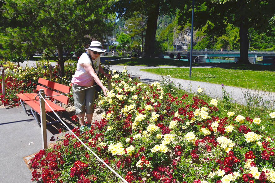 Interlaken Roses