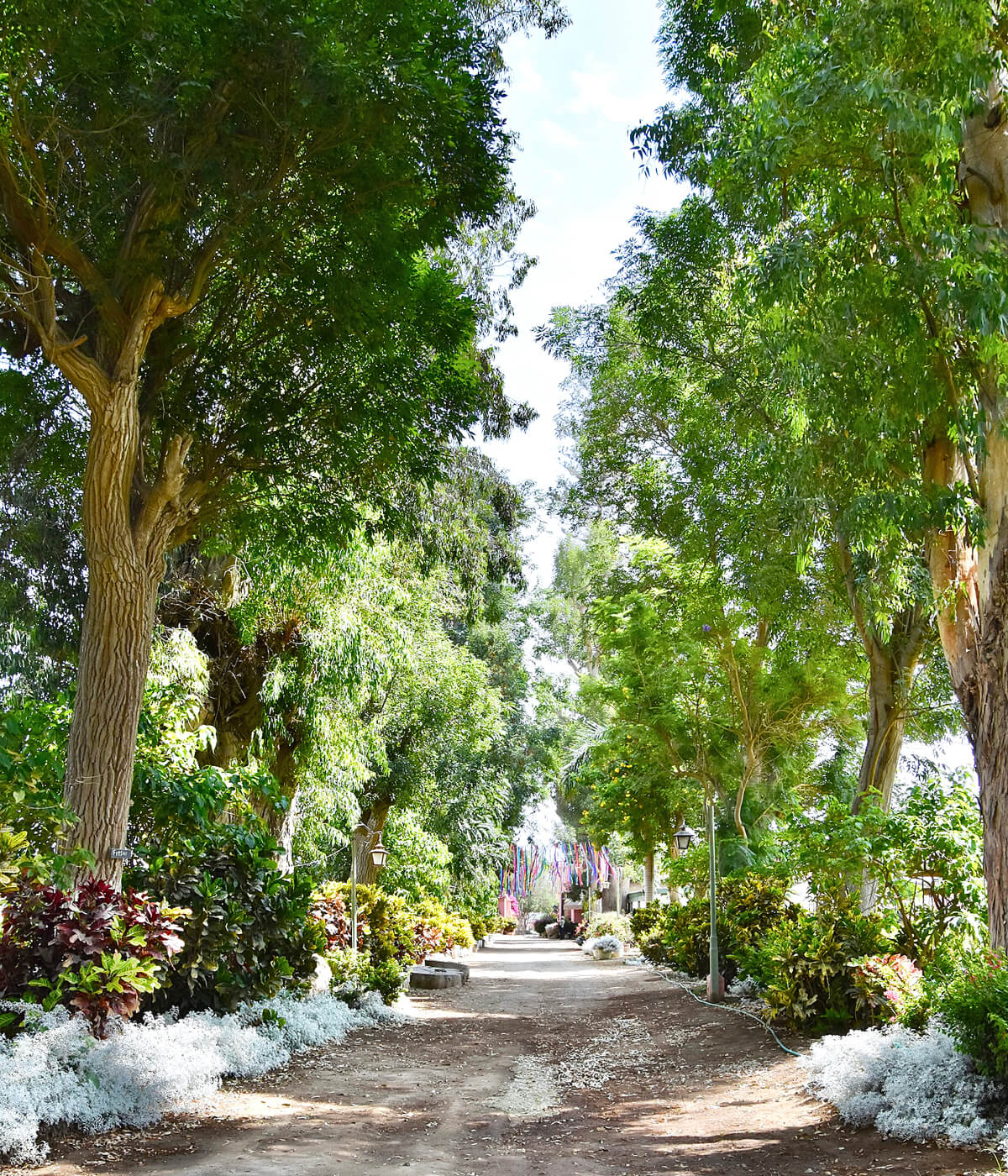 Beautiful Specimen Trees