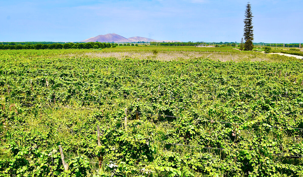 Grapes with Pine Tree