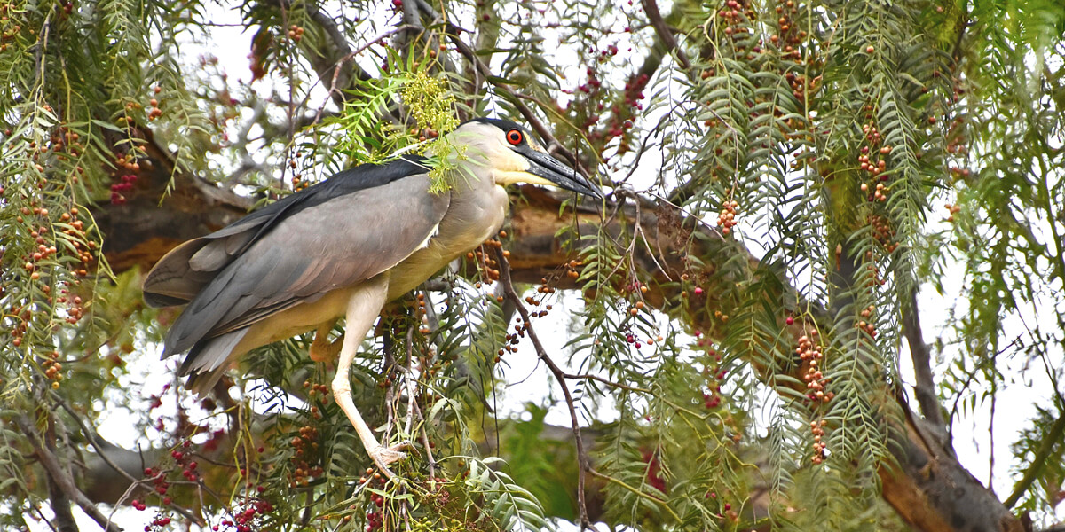 Black-Crowned Night Heron