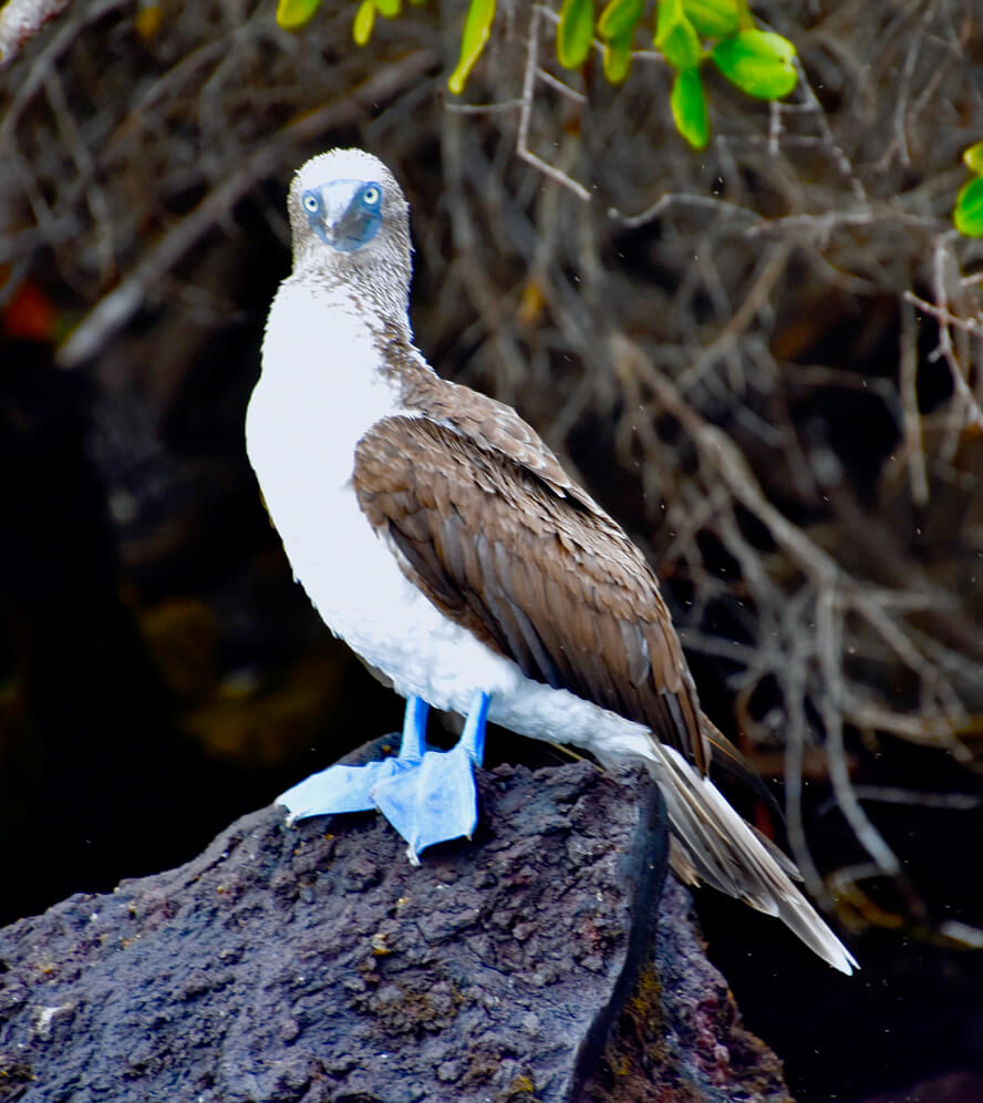Blue-Footed Booby