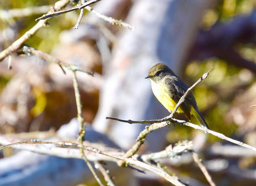 Female Brujo Flycatcher