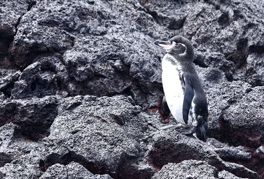 Galapagos Penguin