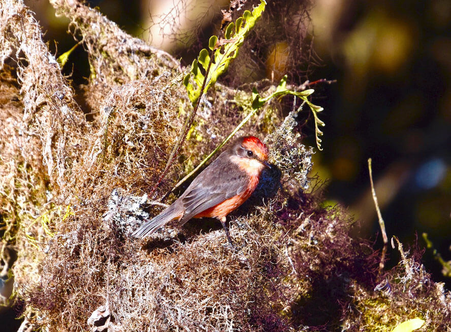 Juvenile Brujo Flycatcher