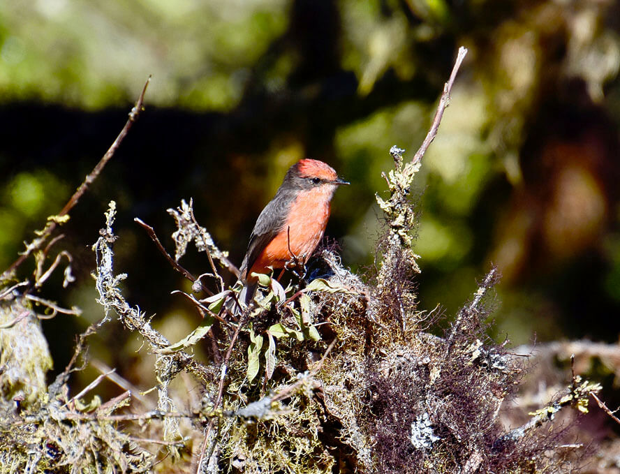 Male Brujo Flycatcher