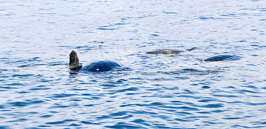 Three Green Sea Turtles