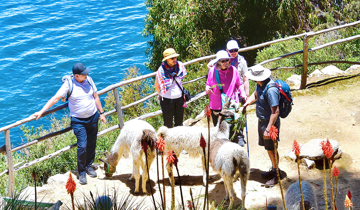 AA Group with Alpacas