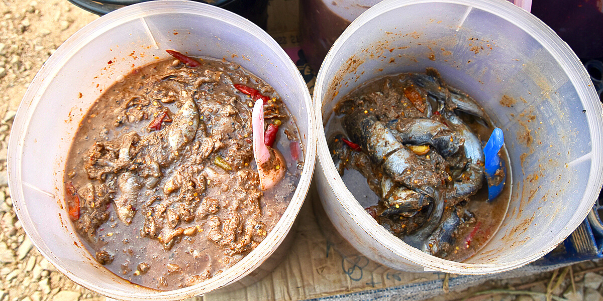 Fermented Fish