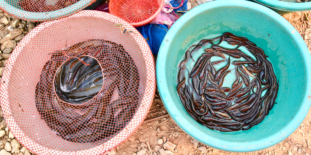 Live Catfish & Eels