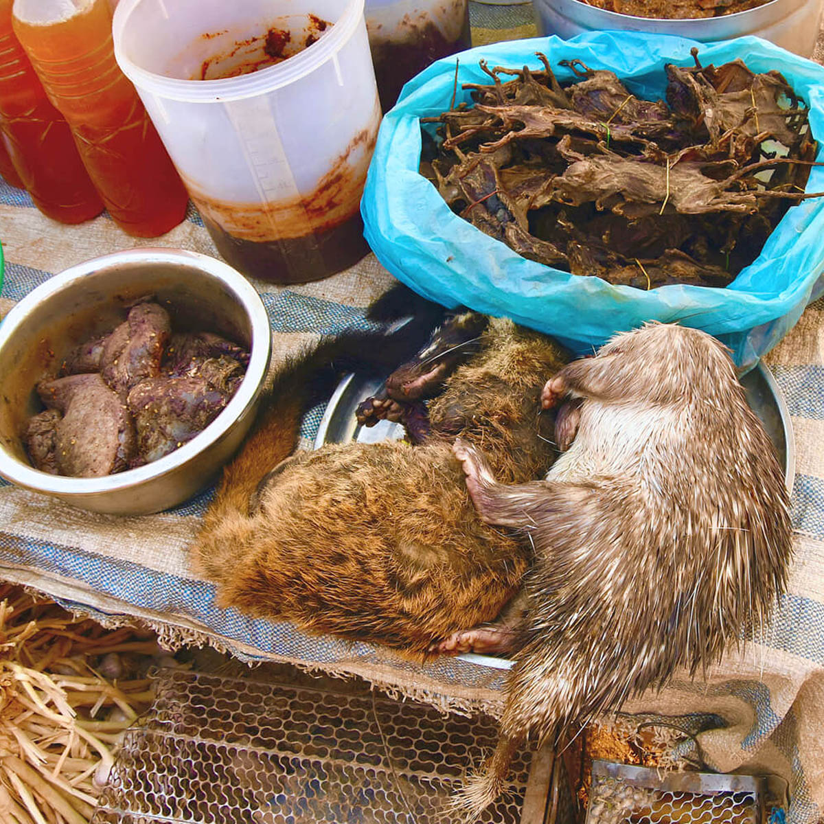 Porcupine, Badger & Bats