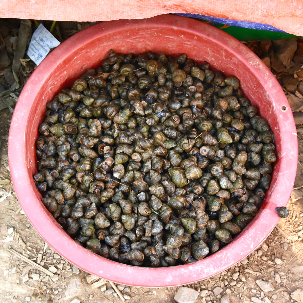 Snails & One Trying to Escape