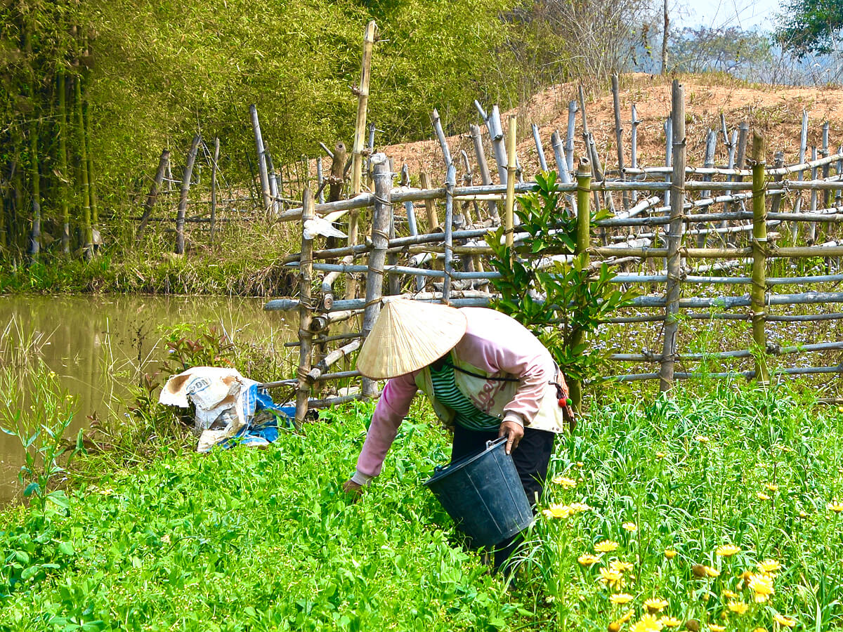 Lao Gardener