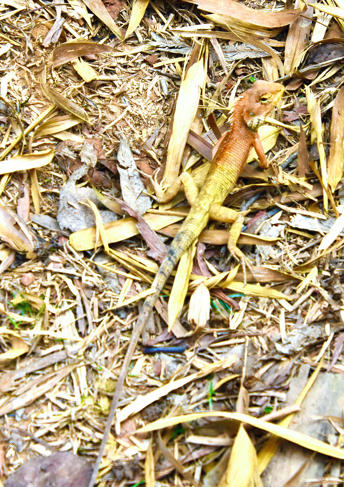 Emma Gray Forest Lizard