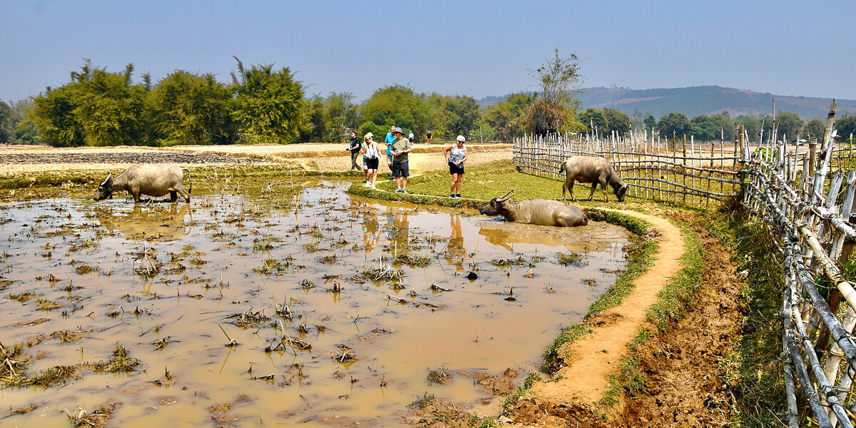 Our Group and the Water Buffalo