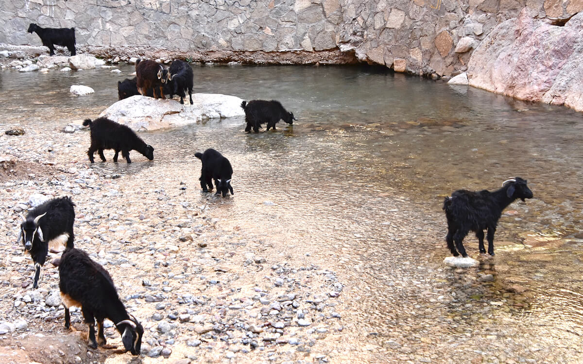 Goats in the River